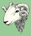 Herdwick100 Herdwick100